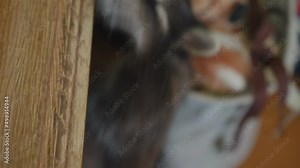 Close-up of a funny muzzle raccoon that peeks out from the table and eats something. Domestic exotic animals concept