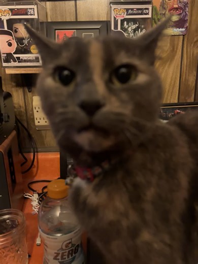 Wild Card Weekend Predictions for Tortie Cat Lovers