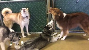 Howling with huskies! Chase (Australian Shepherd) enjoys a nice duet with his best singing buddy, Whisper, a Black Siberian Husky. The duet soon becomes a trio when Dax, a Red Siberian Husky, joins in! Lizzie, a youngster Husky, steps in to critique the trio's song. | Lucky Dog Barks and Recreation