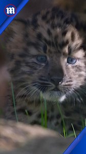 San Diego Zoo celebrates twin leopard cubs being born!🐆 | Daily Mail Video