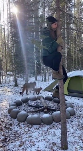 The ultimate wake up call featuring a curious mountain lion and frantic climbing