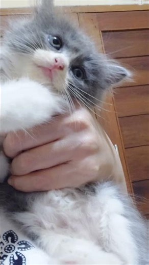 Black teby & Neng lupy #jgnlupasubcribe#shortvideo#kucinghitamabu #cat