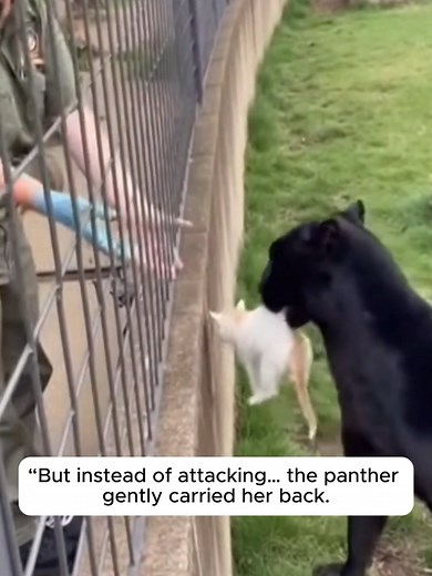 Kitten Rescued From Black Panther Enclosure