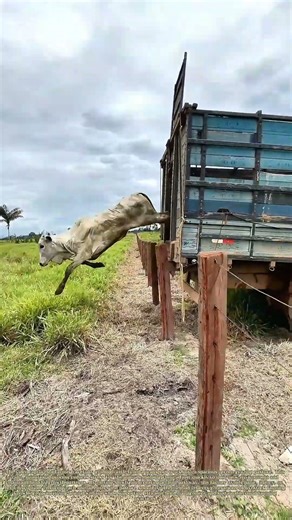 Unloading Cattle Safely: How Gentle Handling Moves Livestock to Pasture