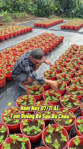 Chăm Sóc Cây Hoa Vạn Thọ: Hành Trình Tưới Phân