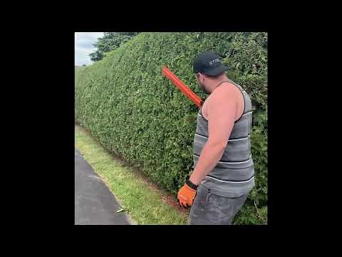 Cedar Hedge Trimming