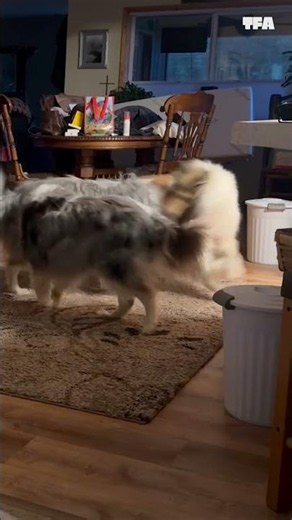 These dogs are cute, but they ain't graceful 😆 #pets #shorts #funny