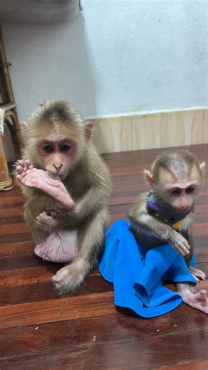 39K views · 738 reactions | You hungry milk #monkey #pet #animals | Mario Life's | Facebook