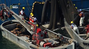 Te explicamos cómo está acabando el ser humando con los ecosistemas marinos. Empieza ahora "Los tesoros sumergidos de América" en NatGeoWILD. Adelanto: | National Geographic