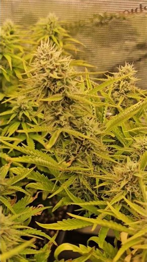 green gelato #auto #rqs #california #cali