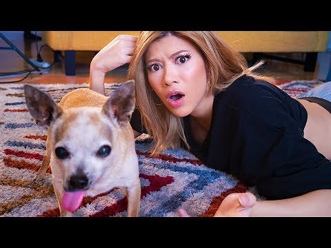 I DNA Tested My Mutant Chihuahua