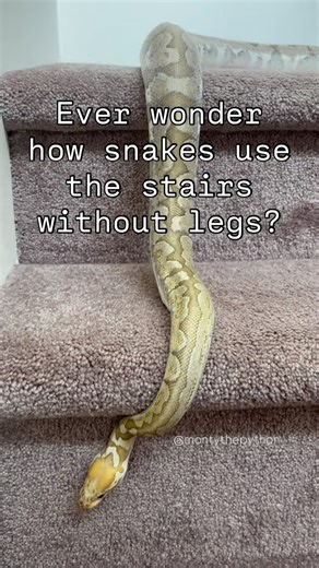 Monty the Python on Instagram: "This video was sped up x1.6 bc ball pythons move pretty slow. After years of keeping ball pythons I’m still never not amused by watching how they move 🐍😍 #montythepython #ballpython #cutesnake #snakesofinstagram #matrixthepython #trendingaudio #fyp #ballpythonsofinstagram #reels #instagram #cutepetclub #wednesday #wednesdayvibes #wednesdaywisdom #petsagram #snake #petreels"