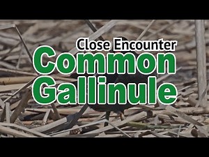 👀 Common Gallinule (Gallinula galeata)