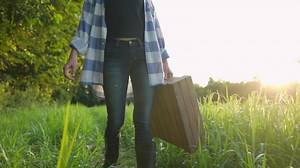 Young female barn owner carrying heavy farming wood box walking through grass field in the morning, walking with natural freshness, protective rubber boots walking inside farm, start harvesting season