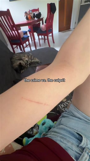 tbf she didn’t mean to i just really need to trim her nails ;( #kitty