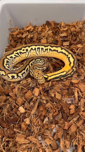 Las Vegas Ball Pythons on Instagram: "Fresh Shed ! 0.1 Black Pastel Spotnose Hurricane Orange Dream Yellow Belly Clown (pos Red stripe) . Her Burgundy Dorsal separated by her chaotic pattern transitioning to orange on her belly is so incredible . Hold back female and will excited to see her in the future . . . . . . . #ballpython #ballpythons #ballpythonclown #clownballpython #ballpythonbreeder #ballpythonlove #reptilesofinstagram #reptiles #snakebreeder #snakesofinstagram #exoticpets #pythonreg