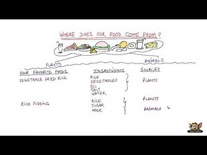 Where does our food come from?