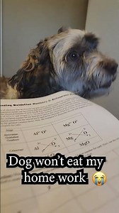 Dog Won't Eat My Homework😭