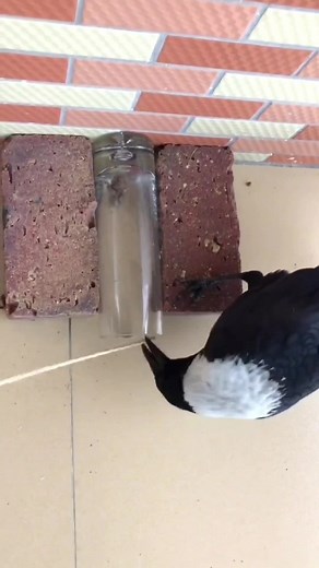 Crow using tools #crow #bird #birding #birdwatching #birdsoftiktok #smart #fyp