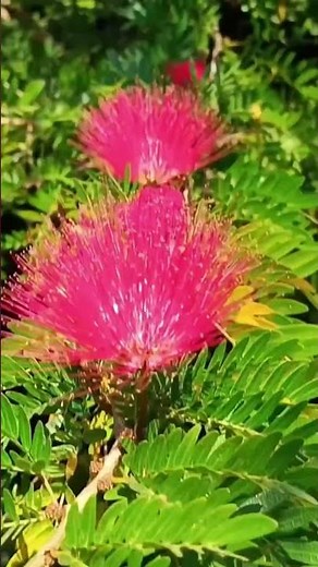Beautiful Calliandra Flower blooming in my garden#youtubeshorts #shorts#flowers
