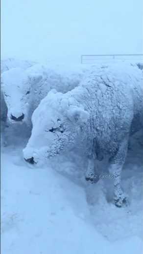 How Do Humans Survive in the Coldest Inhabited Place on Earth ?