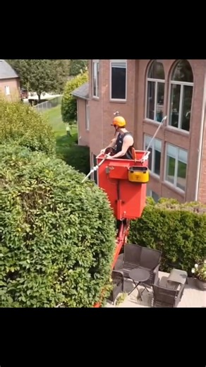 2.2K views | I'm up here trimming these huge hornbeam trees. I know...