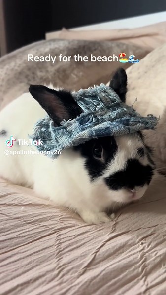In ready to dig in the sand and get my tan on with my new bucket hat! #bunnytok #bunnyoftiktok #bunnyrabbit #foryoupage #bunniesoftiktok #boybunnies #bunnies #boybunnymom