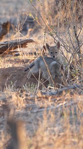 Watch these ADORABLE jackal pups on safari! #jackal #safari #alloutsafaris 🖥 www.alloutsafaris.com/tours 📧bookings@alloutsafaris.com | All Out Safaris