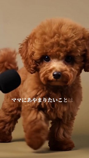 #トイプードル #犬のいる暮らし