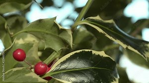 Closeup holly with red berries hang from a branch in English countryside
