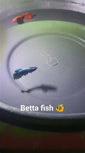 male to female Betta fish breeding process #aquariumfish