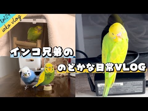 【inko vlog】可愛すぎるインコ兄弟【Ep.124】