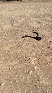 You can’t identify a snake just by its colour! Not all brown snakes are actually brown, like this stunning virtually black eastern brown from Blanchetown earlier today. He wasn’t interested in sticking around for a chat either, taking the first chance to make a quick getaway! Eastern browns can come in various colours from almost white to jet black and any stripes or dots inbetween. | Barossa Reptile Service - Snake Catcher