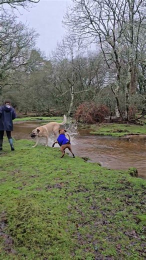 Aslan is the coolest 😉 #dog #kangal #jump