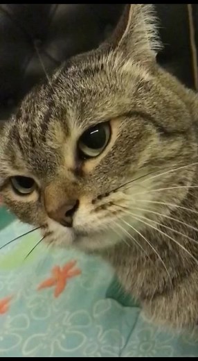 Engaging Domestic Cat Interacts Playfully in Home Setting