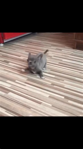 � Free Chihuahua puppies — Looking for Loving Homes � We’re excited to announce that we currently have a few adorable Chihuahuas ready for adoption — completely free of charge! Each Chihuahua has been raised with love and care, and they’re all healthy, playful, and well-socialized. � Our goal is to ensure that every Chihuahua finds a safe, loving, and responsible home. These little ones are full of energy, affection, and charm — the perfect companions for families, couples, or individuals lookin