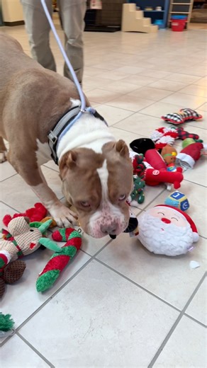 Dakin dogs went shopping for their own holiday toys at Home Again, our onsite thrift store! | Dakin Humane Society
