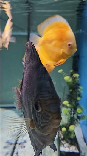 Perfect discus water parameters