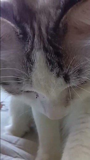 なんかおる？#ねこ #ニャンズ #保護ねこ #はなねこ