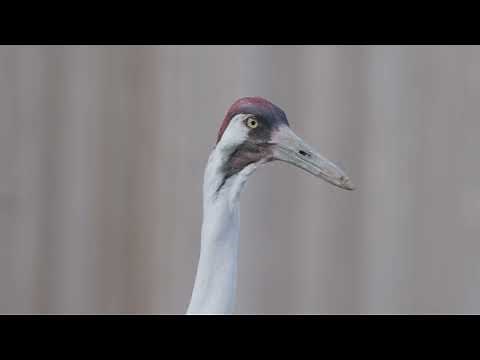 Welcome to the Bird House at Smithsonian's National Zoo and Conservation Biology Institute