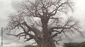 CLOSE UP: Mighty African baobab tree canopy without leaves on sunny evening