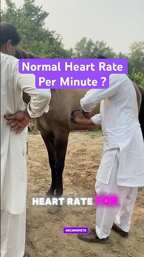 How to Measure Heart Rate Per Minute #horse #veternarian #veterinarypractice