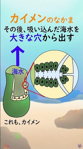 About Sponges (Sea Sponges) [1-Minute Aquarium/Sea Creatures/Fish Ecology Explanation] #shorts #f...