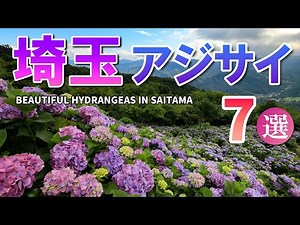 埼玉のあじさい名所7選/梅雨に行きたい絶景スポット/紫陽花/埼玉観光旅行vlog