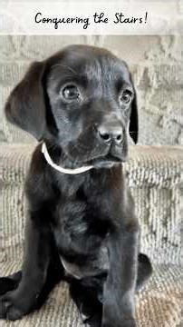 Honey's Black Female Lab Puppy Braving the Stairs #labpuppies #blacklab
