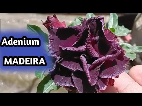 Adenium MADEIRA ‪@babluadenium‬ #adenium #adeniumlover #desertrose