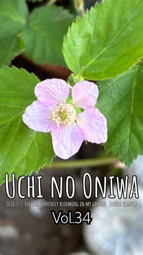 👨‍🌾【うちのおにわ Vol34】5月に入りましたので、現在のお庭の開花状況（食べられる植物）をお知らせします #庭 #家庭菜園 #花