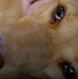 337 reactions · 115 shares | Your Dog's Excessive Itching Isn't Normal and Can Get Worse Over Time 裸 These Unique Chews Help Relieve Your Dog's Itching Naturally. One Chew Contains the Essential Vitamins and Minerals Missing in Most Dog's Diets. Click Below to Learn More About Petlab's Itch Relief Chews. | PetLab Co. | Facebook