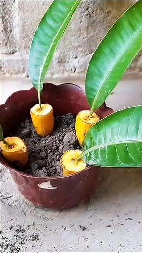 How To Grow Mango Trees From Mango Leaves | Best Natural Aloe Vera Rooting Hormone