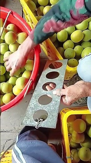 Fruit diameter size classification process